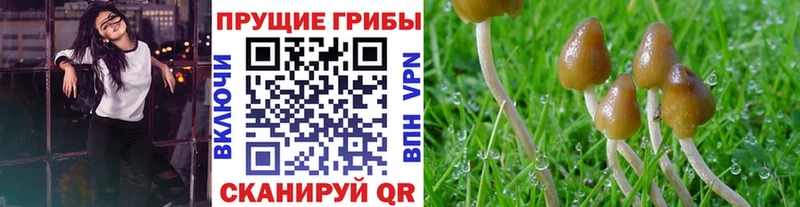 Псилоцибиновые грибы Psilocybe  магазин  наркотиков  Чудово 